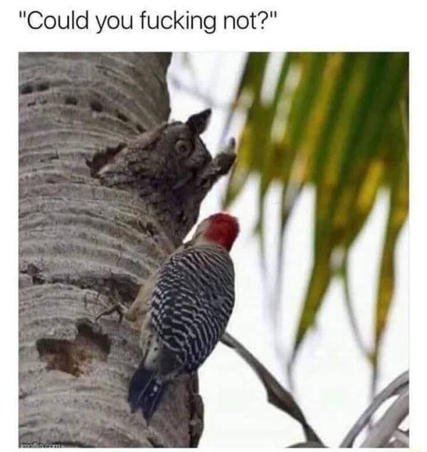 woodpecker owl - "Could you fucking not?"