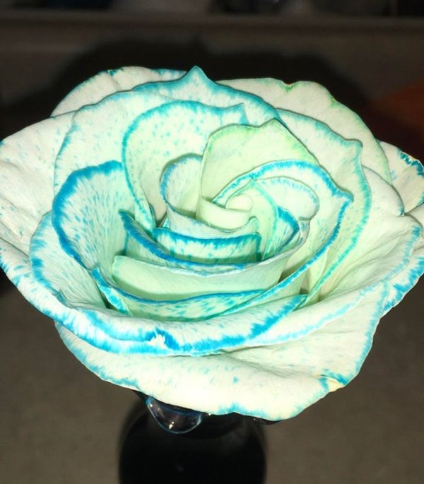 white rose with food coloring