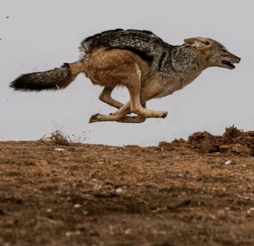 Black-backed jackal