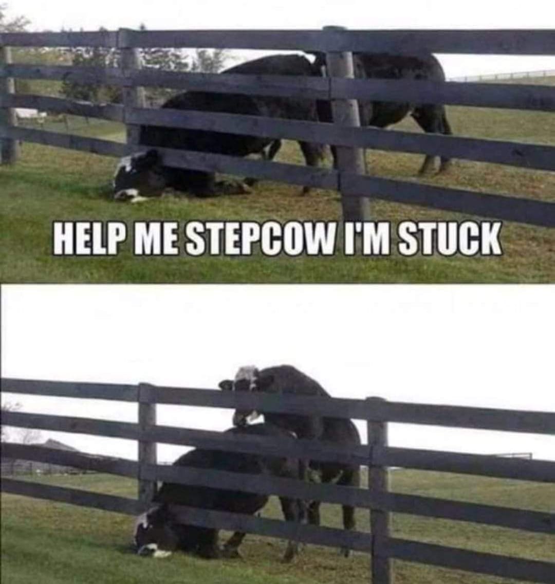 stepcow im stuck - Help Me Stepcow I'M Stuck