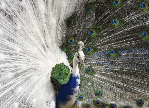 peacock albino