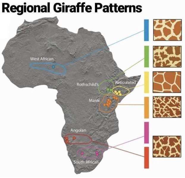 giraffe patterns africa - Regional Giraffe Patterns West African Rothschild's Keticulated Masai Angolan South African