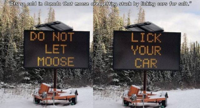 Canada - "Its so cold in Canada that moose are getting stuck by licking cars for salt." Do Not Let Moose Lick Your Car