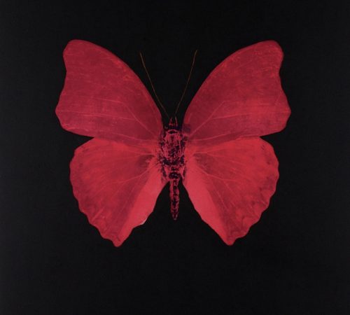damien hirst butterfly