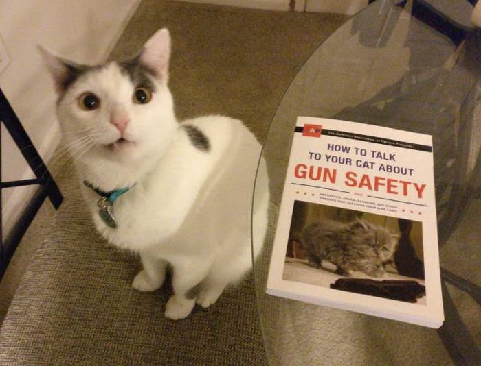 Funny Cats - How To Talk To Your Cat About Gun Safety