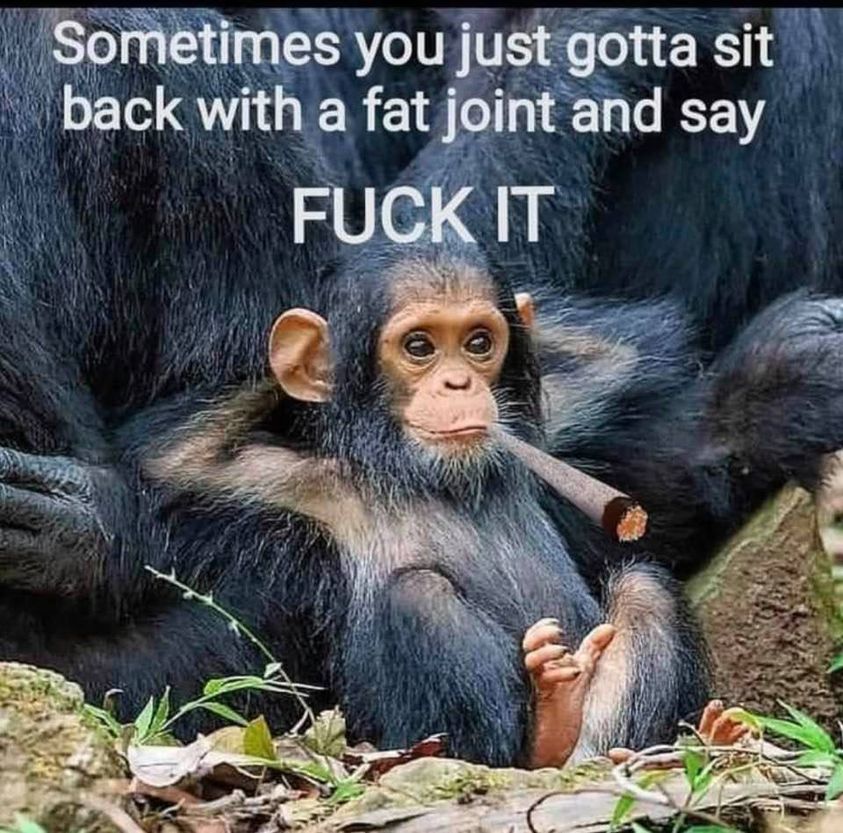 chill chimp - Sometimes you just gotta sit back with a fat joint and say Fuck It