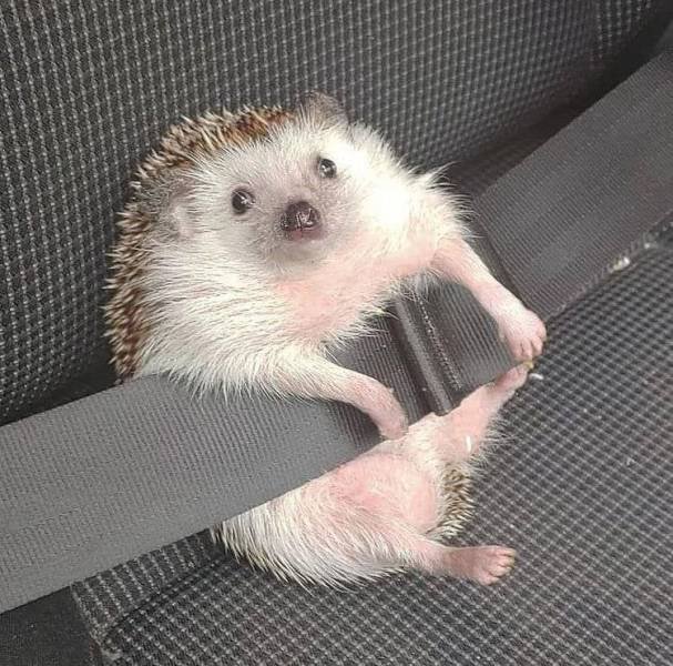 hedgehog seatbelt