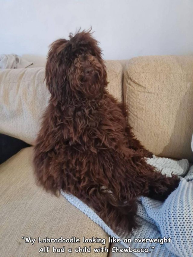 dog - "My Labradoodle looking an overweight Alf had a child with Chewbacca."