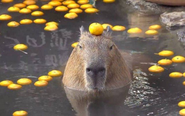 capybara mood