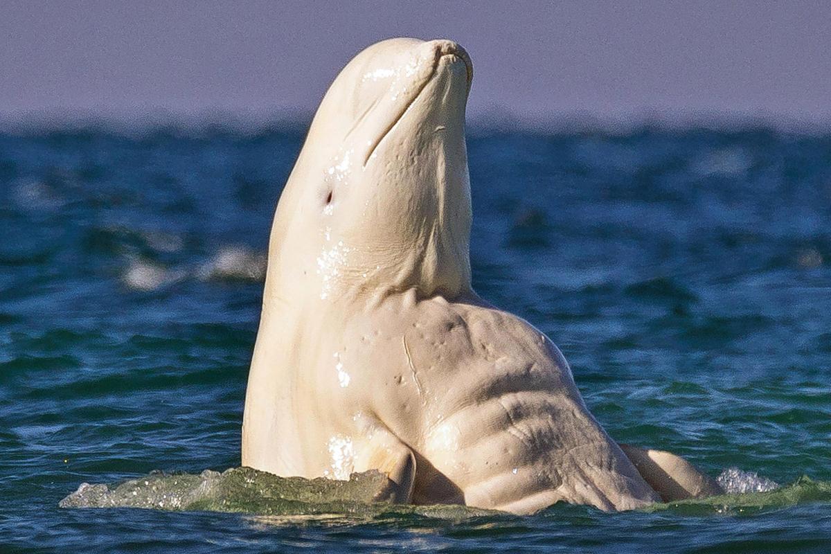 beluga whale funny