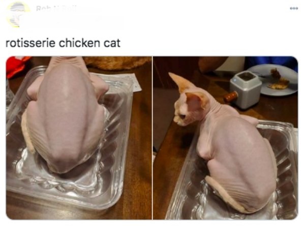 Rotisserie chicken - rotisserie chicken cat