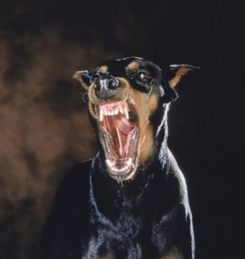 doberman angry