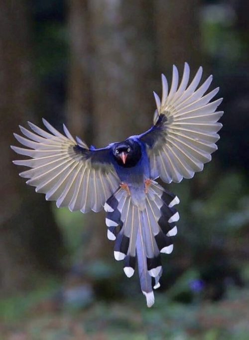 taiwanese blue magpie