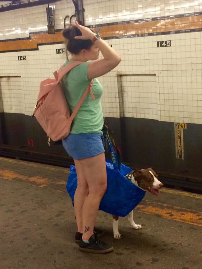 nyc subway dog ikea bag