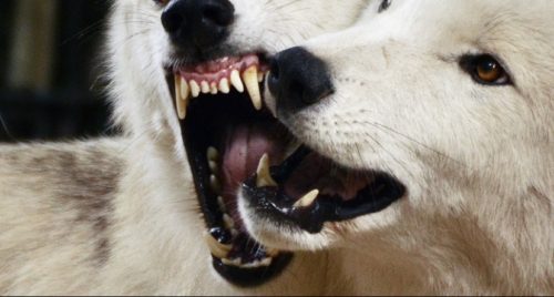 white wolf teeth