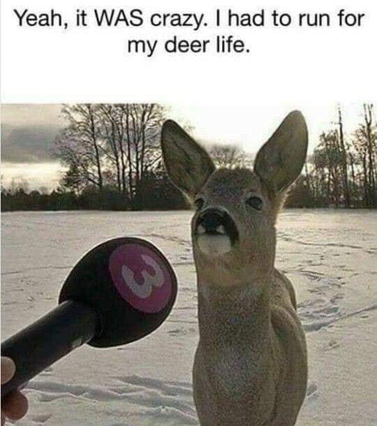 deer being interviewed - Yeah, it Was crazy. I had to run for my deer life.