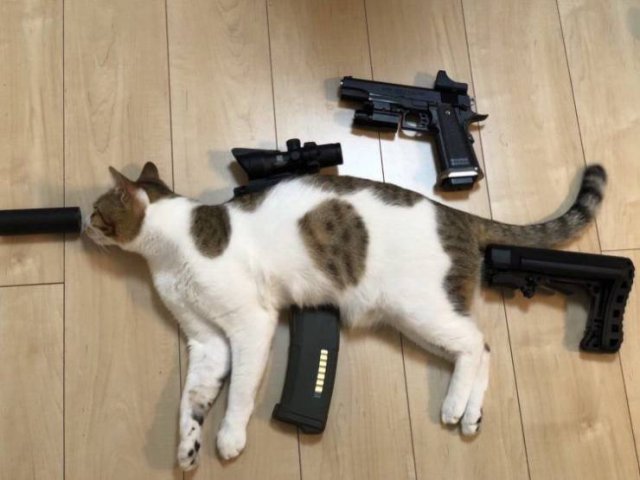 tactical cat
