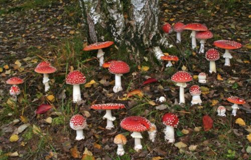 red mushroom aesthetic