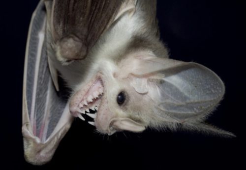 australia ghost bat