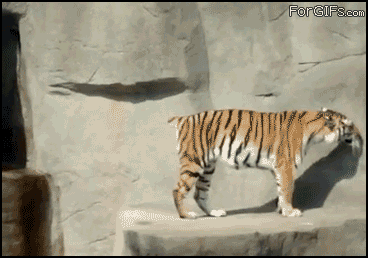 tiger funny gif - For GIFs.com