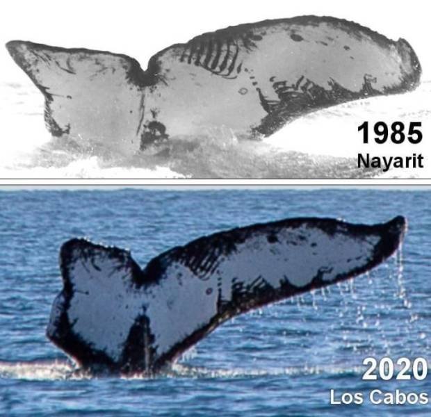 same whale 35 years apart