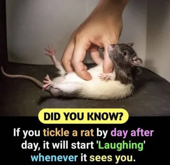 tickling a rat - Did You Know? If you tickle a rat by day after day, it will start 'Laughing' whenever it sees you.