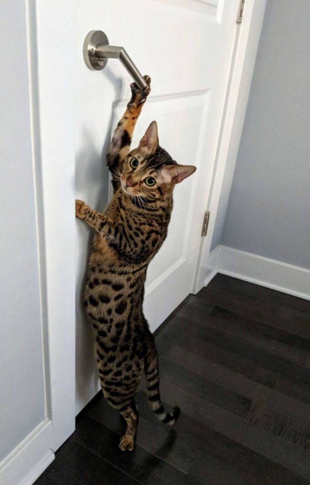 funny bengal cats