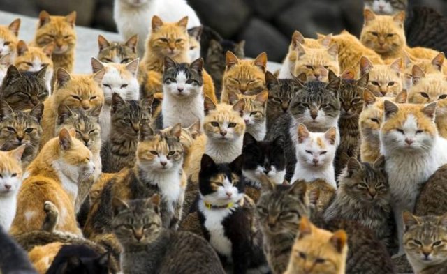 lot of cats