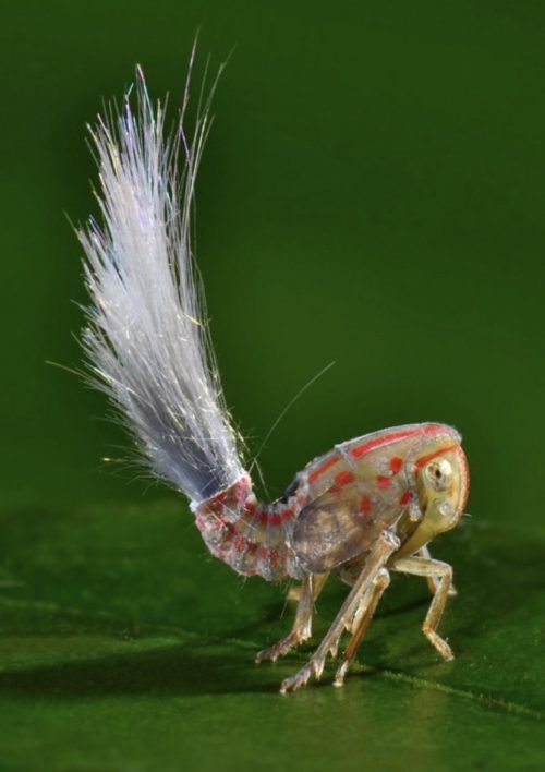juvenile planthopper