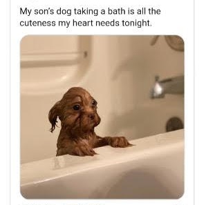 Dog - My son's dog taking a bath is all the cuteness my heart needs tonight.