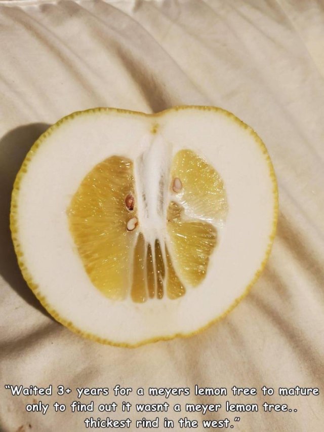 lemon - "Waited 3 years for a meyers lemon tree to mature only to find out it wasnt a meyer lemon tree.. thickest rind in the west."
