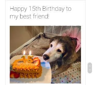 dog - Happy 15th Birthday to my best friend! 1.5