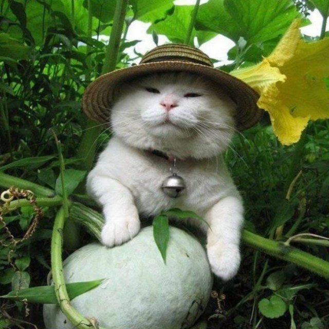 cute farmer cat
