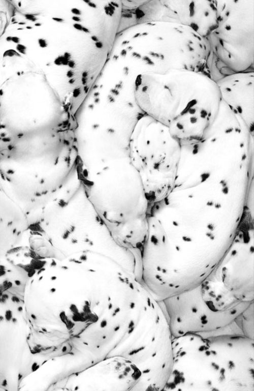 cookies and cream dalmatians -