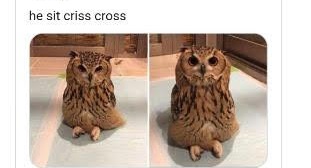 owls sitting criss cross applesauce - he sit criss cross