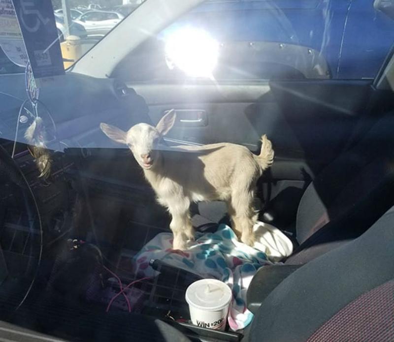 baby goat in passenger seat - Joze Nim