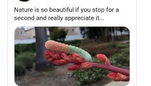 gummy worm on branch - Nature is so beautiful if you stop for a second and really appreciate it...