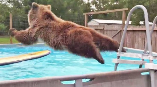 bear jumping in pool
