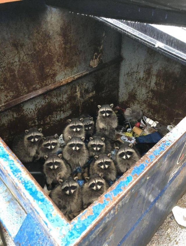 raccoons in dumpster reddit