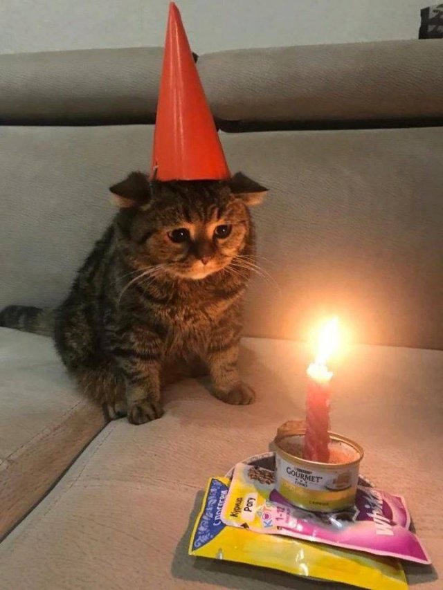 cat celebrating birthday meme - Kyoni Pory 112 Gourmet