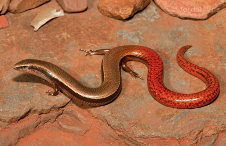 pilbara flame tailed slider