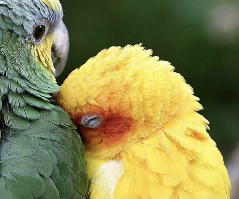 bird hugs