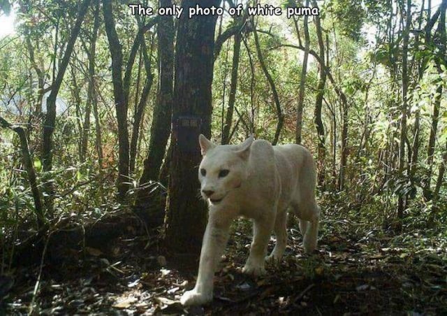 white cougar - 2. The only photo of white puma
