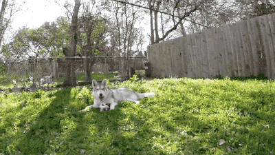 wolf and cat gif
