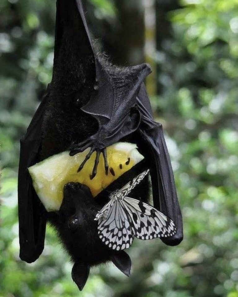 fruit bat and butterfly