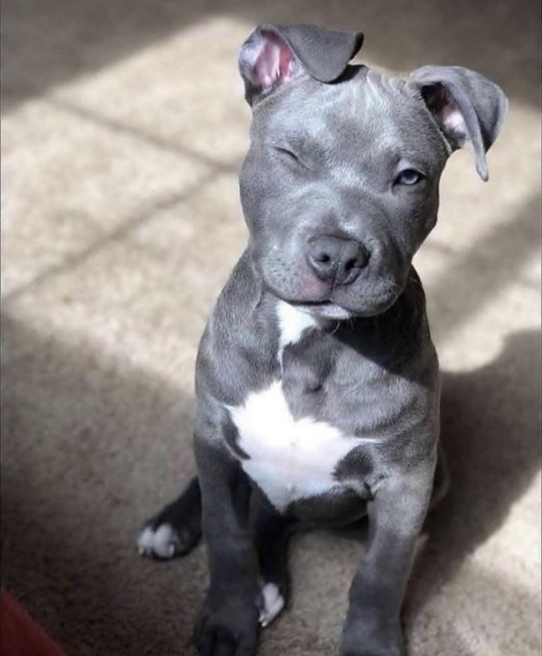 cute pitbull dog