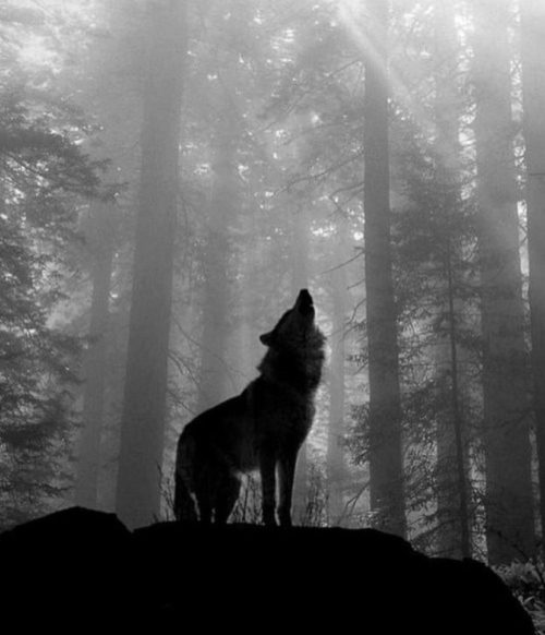 wolf howling photography