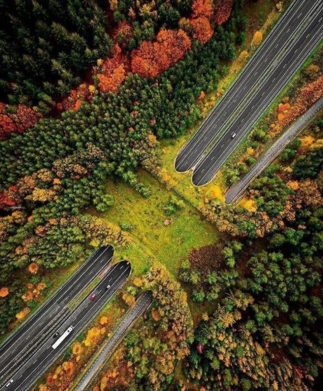 netherlands wildlife bridge