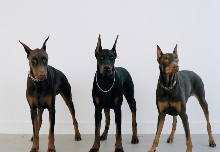 Dobermann