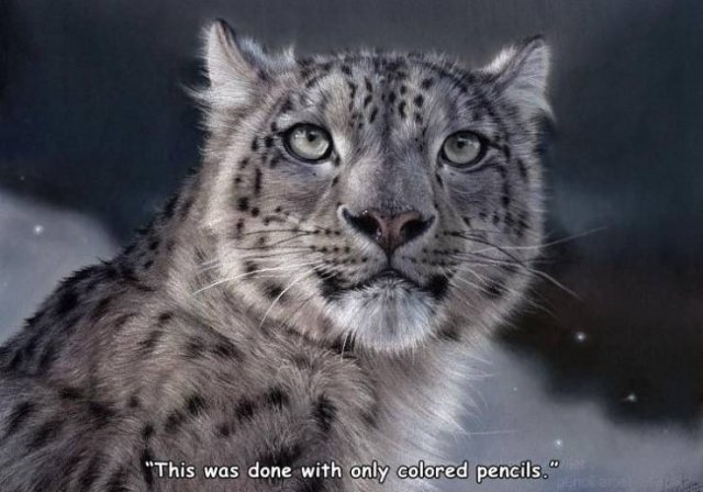 snow leopard colored pencil drawings - "This was done with only colored pencils."